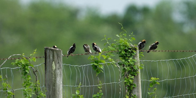 Bird to identify